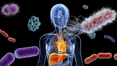 Formule pensée pour l’intestin